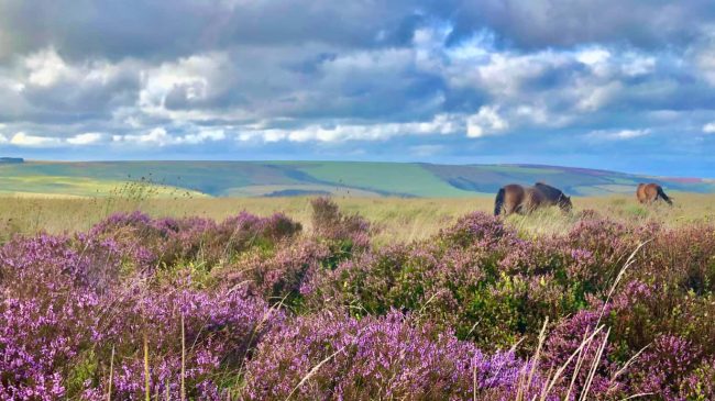 Exmoor Lynton Lynmouth Pony Heather