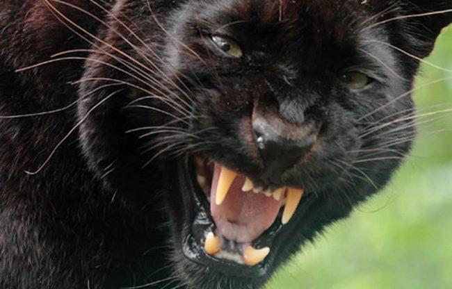 Experience North Devon Lynton Lynmouth Exmoor Zoo Exmoor Beast