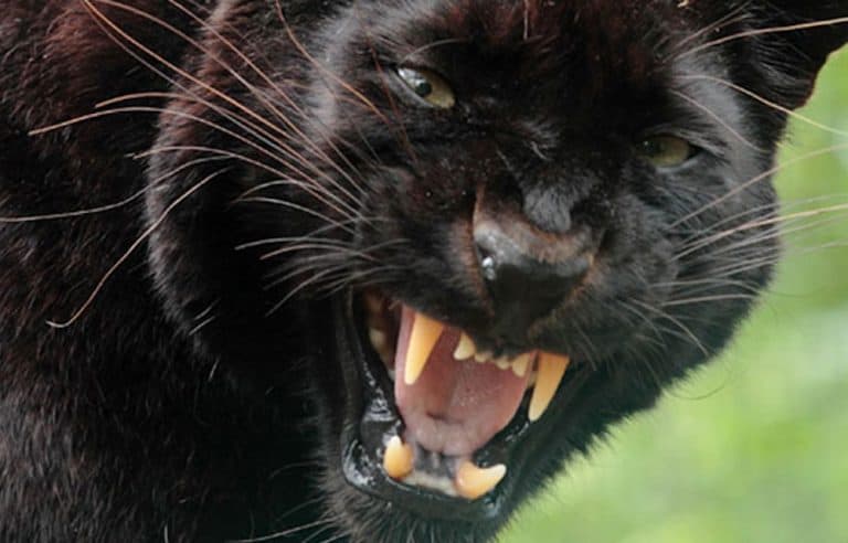 Experience North Devon Lynton Lynmouth Exmoor Zoo Exmoor Beast