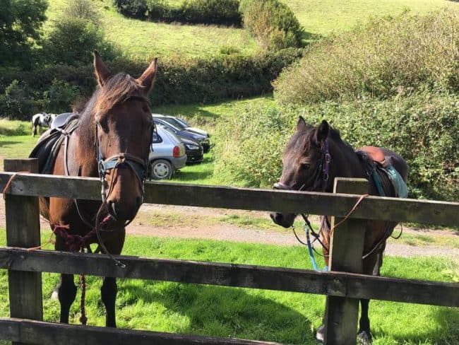 brendon manor stables 2 1572100056