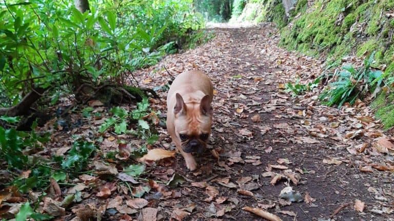 dog friendly breaks 1 1582204104