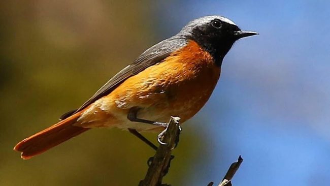 spring wildlife in lynton   lynmouth 1 1581018541