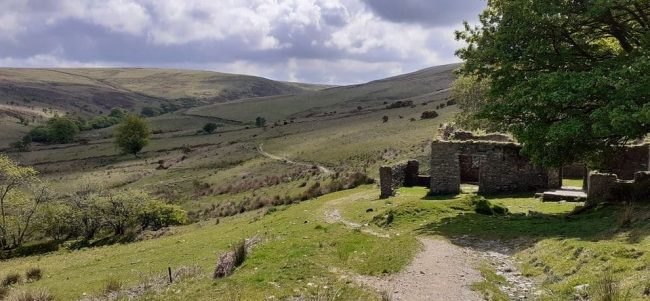 Hoar Oak Cheriton Tarka Two Moors