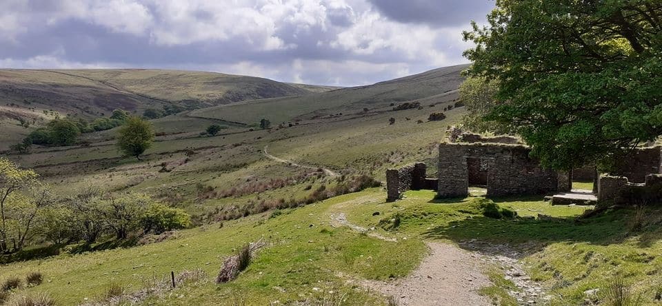 Hoar Oak Cheriton Tarka Two Moors