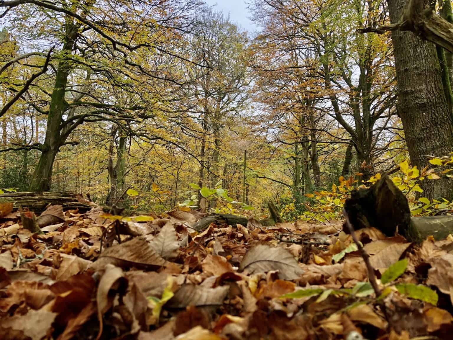 Autumn in Exmoor