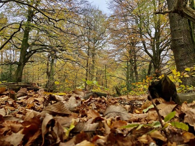 Autumn in Exmoor