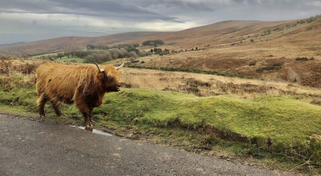 Moorland Cows