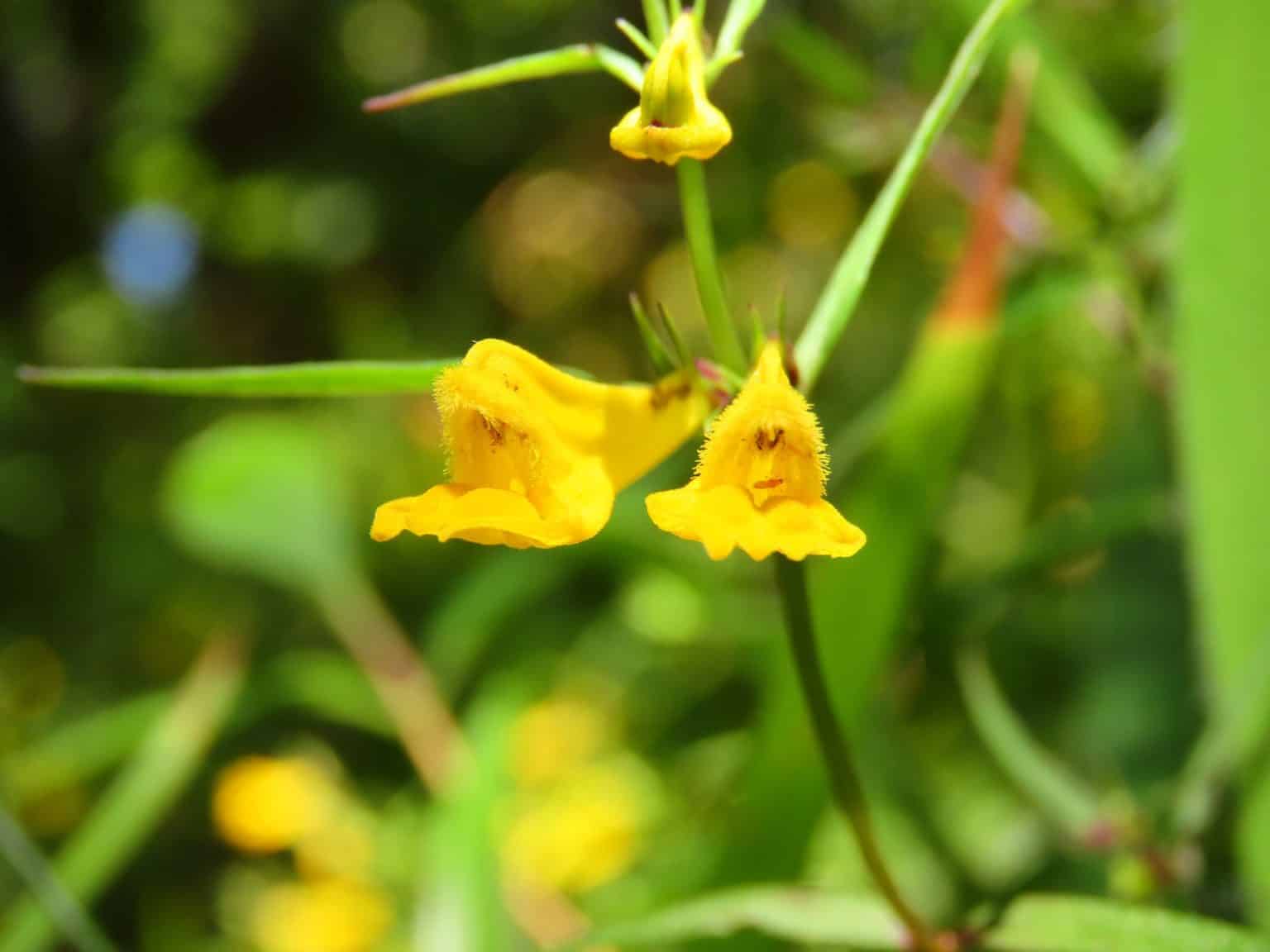 Watersmeet Rockford Circular