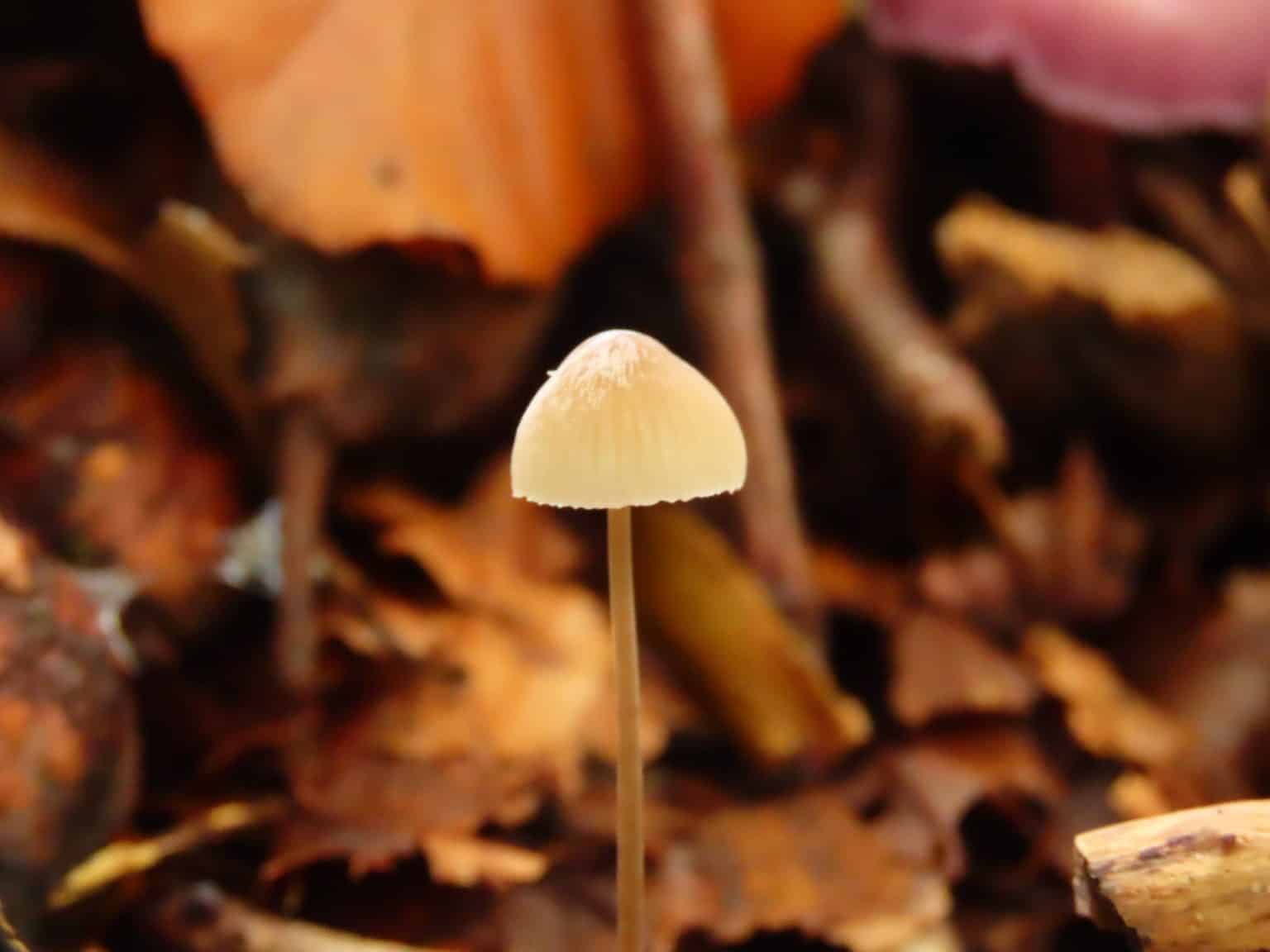Lynton Lynmouth Autumn Fungi