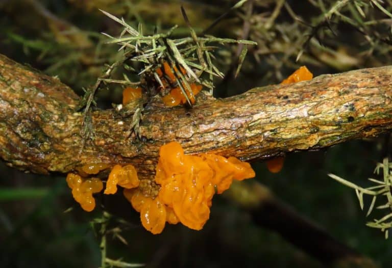 Lynton Lynmouth Trilly Ridge South Hill Watersmeet