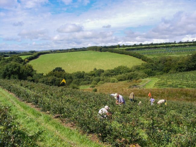 Exmoor Blueberries Sharcott