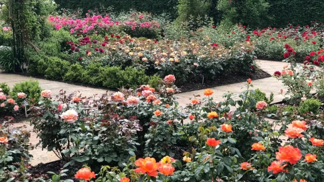 RHS Garden Rosemoor Lynton Lynmouth North Devon