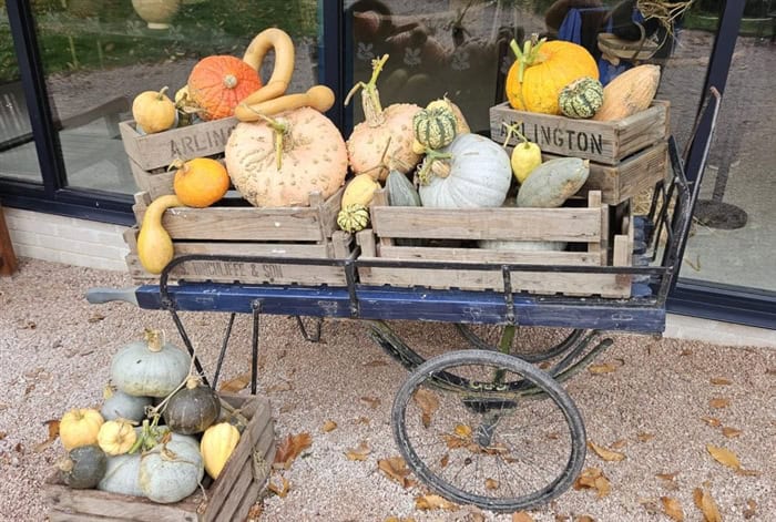Pumpkin display outside reception