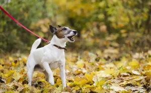 Jack Russell Terrier exploring autumn leaves in Exmoor National Park.