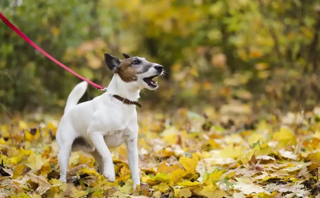 Jack Russell Terrier exploring autumn leaves in Exmoor National Park.