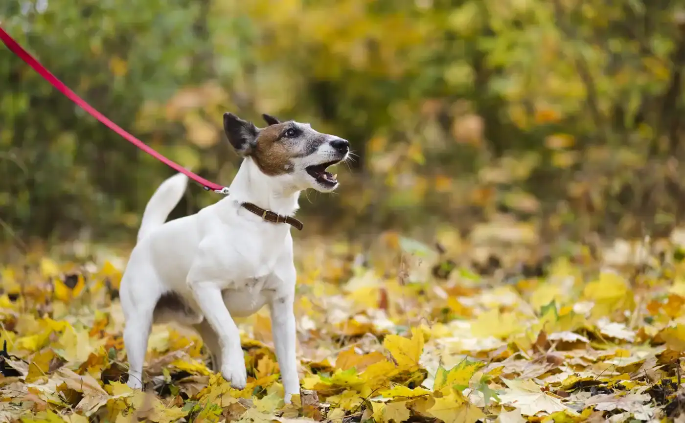 dog friendly winter breaks lynton lynmouth