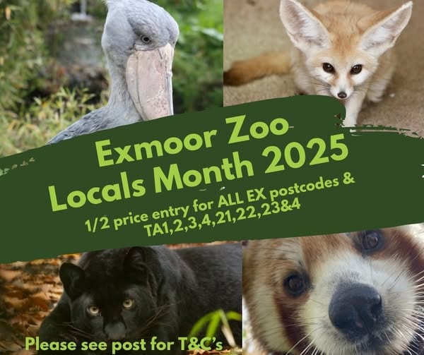 Elaine's fluffy parrot with grey feathers and curved beak in the wild garden.