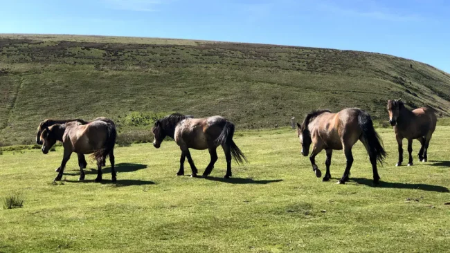 Exmoor ponies grazing on open moorland on Exmoor National Park