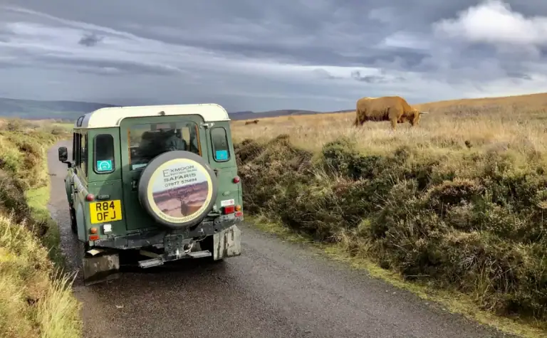 Exmoor Wildlife Safaris 4x4 vehicle on open moorland with a Highland cow in the distance, Exmoor National Park