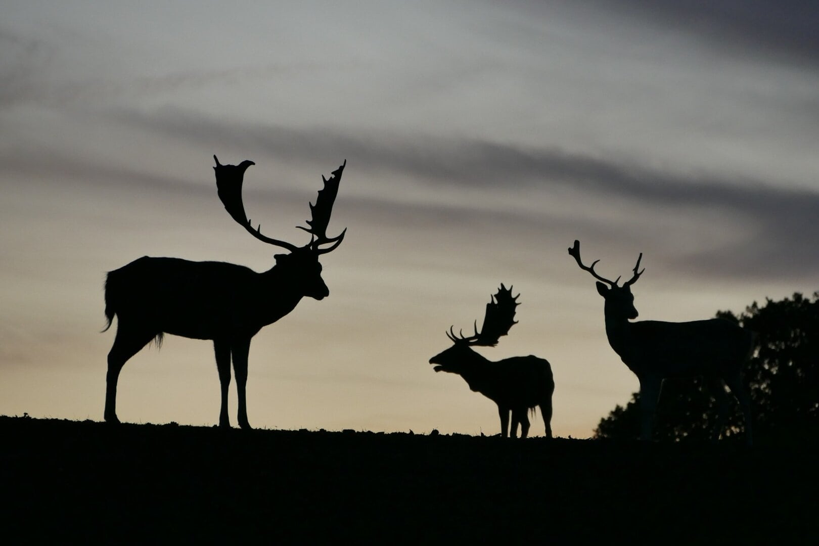 Silhouettes of deer with antlers against the evening sky in Exmoor, highlighting the area's rich wildlife and natural charm.