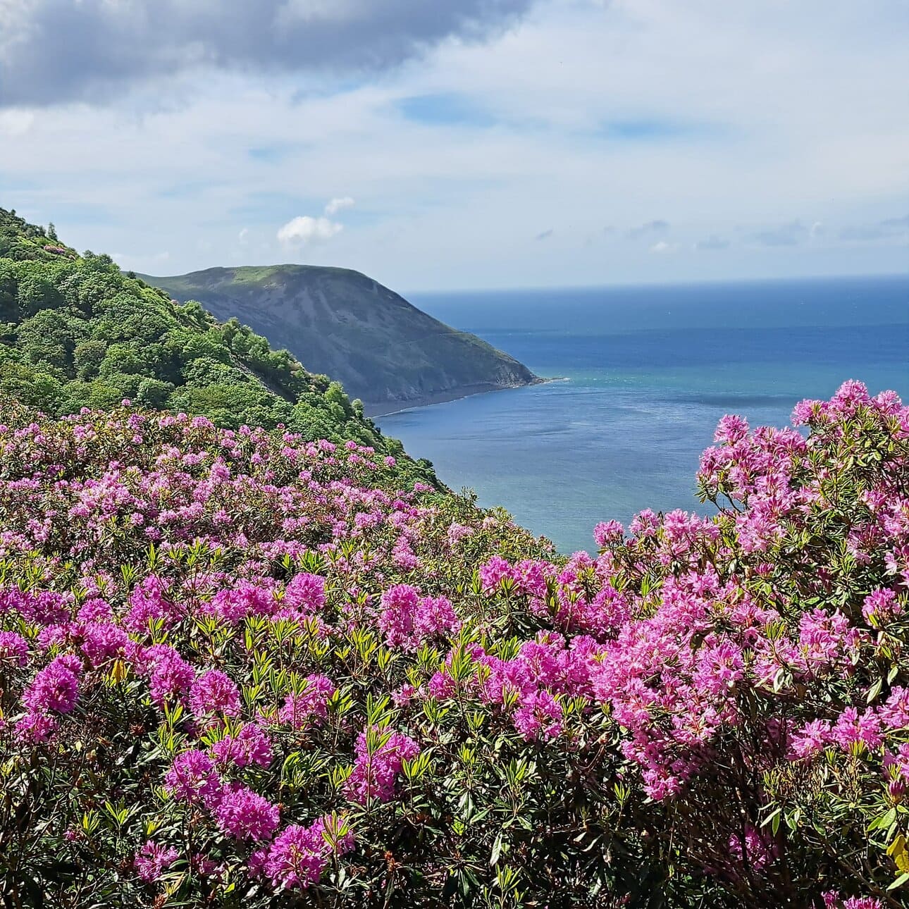Vibrant pink rhododendrons frame the scenic coastal landscape of Little Switzerland in Exmoor, with rolling hills and the Atlantic Ocean in the background.