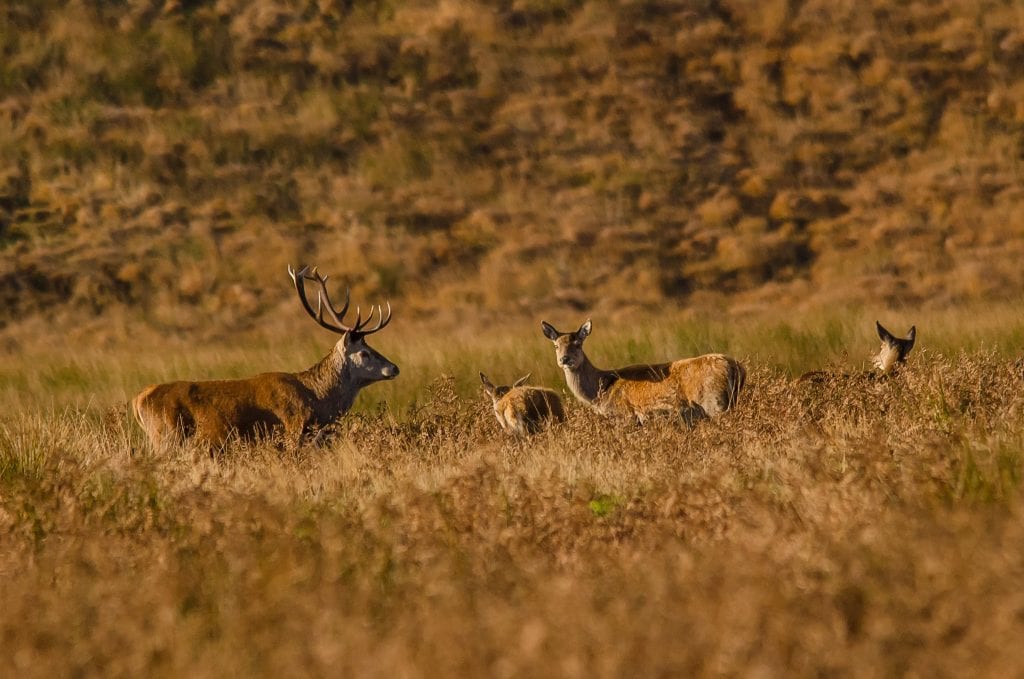 Red deer grazing in a moorland landscape in Exmoor National Park.
