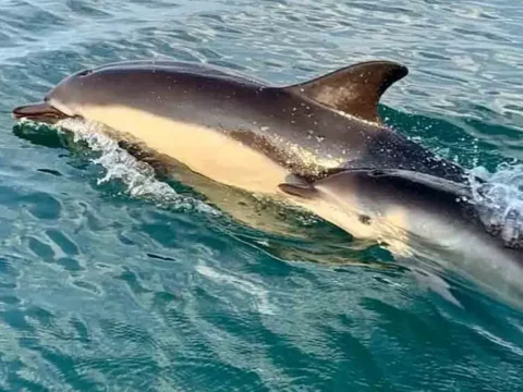 Ilfracombe Sea Safari Boat Trips Lynton Lynmouth North Devon