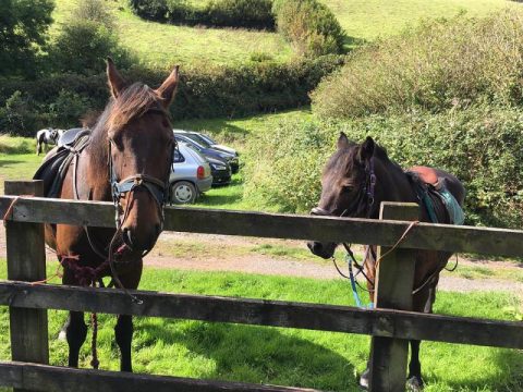 brendon manor stables 2 1572100056