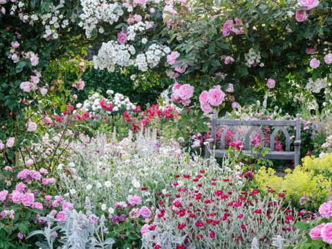 rosemoor rose garden 1